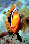 Agro Anemonefish