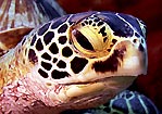 Hawksbill Turtle