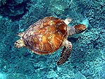 Green Turtle