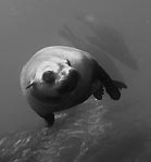 Seal pup