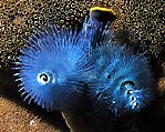 Christmas tree Worms