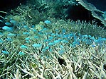 Chromisfish amongst the staghorn coral