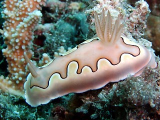 Chromodoris coi