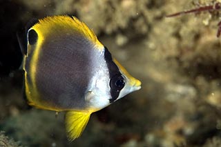 Butterfly Fish