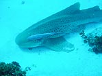 Leopard Shark