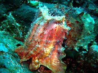 Giant Cuttlefish