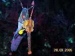 Weedy Seadragon