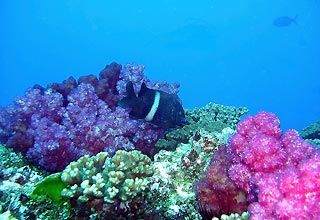 Damsel fish seeks photographers' attention