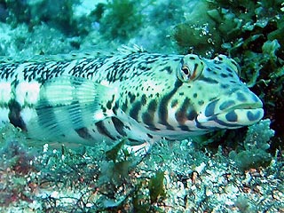 Sandy on his sand perch