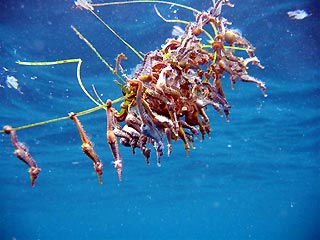 SeaHorses