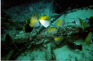 Butterflyfish