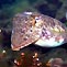 Cuttle Fish