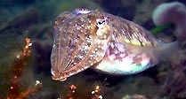 Cuttle Fish