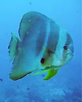 Tallfin Batfish