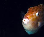 Boxfish