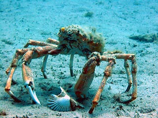 Scallop-eating Crab