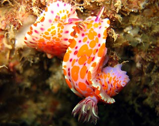 A pair of Nudi's.