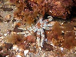 Seastar at Rapid Bay