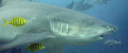 Bull Shark. Shark feeding Fiji