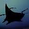 Manta Ray cruising