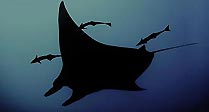 Manta Ray cruising