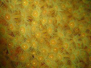 Zoanthids in Flower