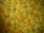 Zoanthids in Flower