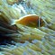 Pink Anemonefish