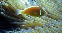 Pink Anemonefish