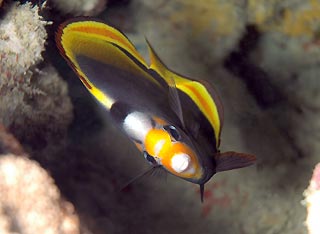 Dusky Butterflyfish