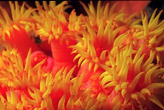 Yellow Tubastrea Coral