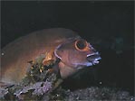 Red Morwong (CheilodactylusDA fuscus) at Julian Rocks, Byron Bay