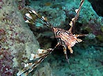 Lionfish 'gliding'!