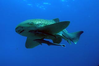 Leopard Shark