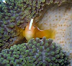 Pink Anemone Fish