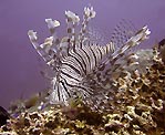 Lionfish at Milne Bay