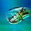 Dolphinfish in Splendour