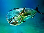 Dolphinfish in Splendour