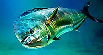 Dolphinfish in Splendour