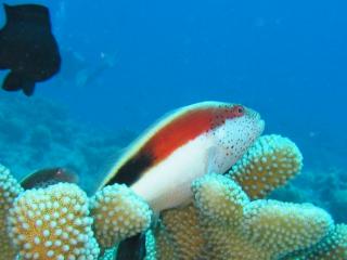 Forsters Hawkfish