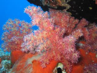 Spikey Coral