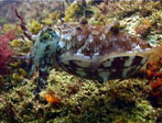 Cuttelfish, Julian Rocks at Byron Bay