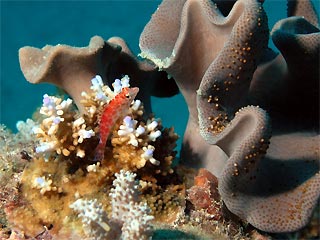 Coral Hawkfish