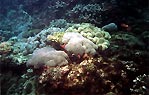 Coral Bed, Flinders Reef