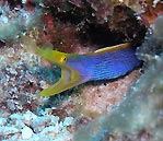 Adult Blue Ribbon Eel, Rhinomuraena quaesita