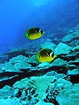 Racoon Butterflyfish, Chaetodon lunula, at Christmas Island