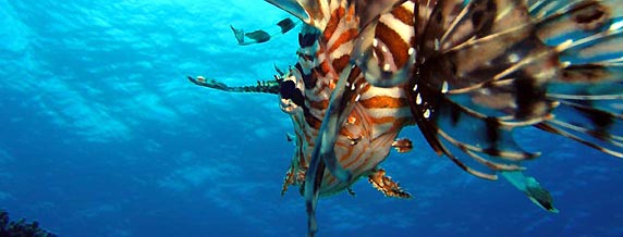 Lionfish, Christmas Island