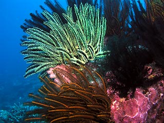 Feather Stars