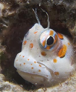 Passport Shot for Mr Blenny