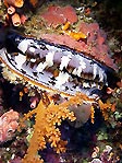 Variable Thorny Oyster, Spondylus varius